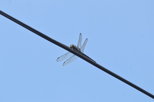 a dragonfly perched on a lamp cable with a blue sky background