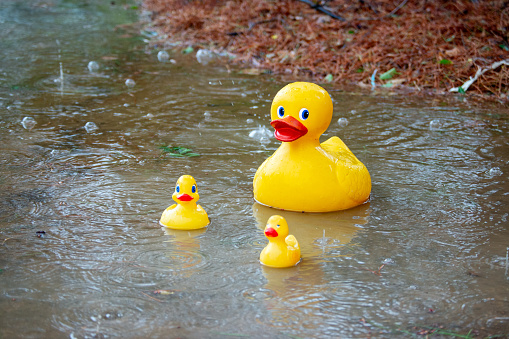 Three plastic ducks outside in the rain