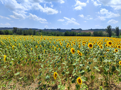 Sunflower fields on a valley near the town of Montespertoli, Chianti, in Florence province, Tuscany