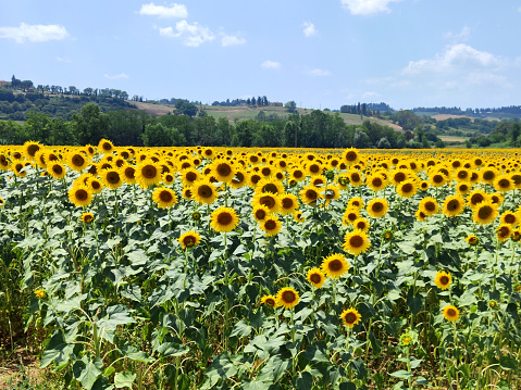 Arrowleaf balsam root, balsamorhize sagittata, grows at the edge of a wooded area in Yellowstone National Park, USA.