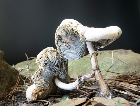 Close up decaying toxic False Parasol or Chlorophyllum molybdites mushrooms on the forest floor. Photographed against a black background with artificial light.
