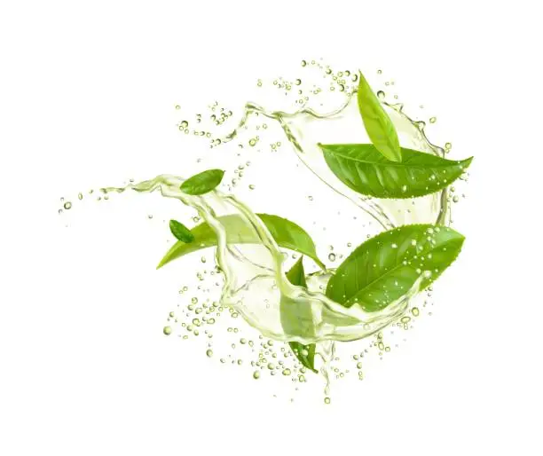 Vector illustration of Green tea leaves with drink splash drops, water