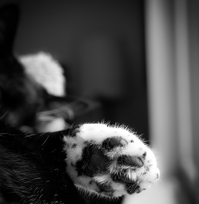 Closeup portrait of a cat lying on a wooden floor and looking up on a blurred background. Shallow focus. Black and white. Copyspace.