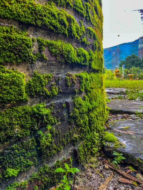 istock After the rain, the grass will always grow 1628527613