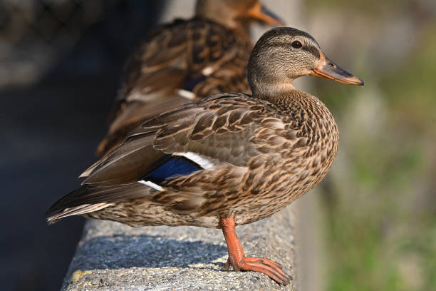 istock Female mallard on wall, close-up 1628568442