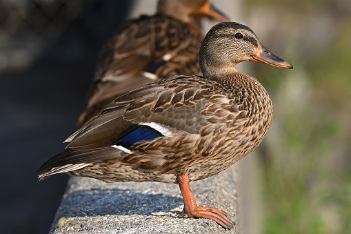 Close-up of female mallard in summer on retaining wall along the Naugatuck River in Torrington, Connecticut