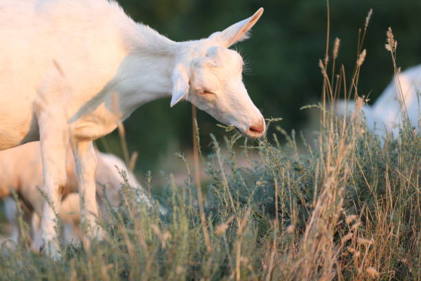 istock Cute goat on the summer meadow 1628576854
