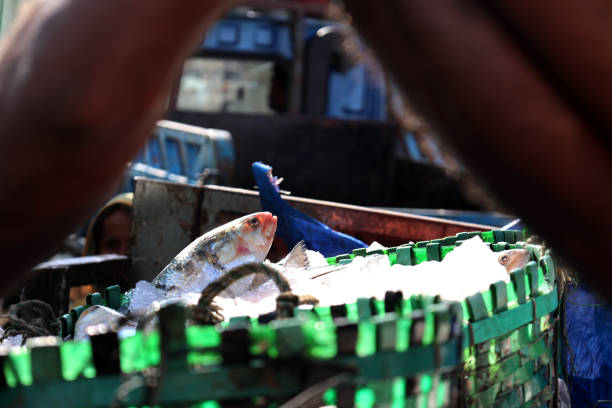 The wholesale market of the Fishery Ghat of Chittagong, Bangladesh has accumulated during the Hilsa fish season. The national fish of Bangladesh, hilsa, is being sold to retailers after it is extracted from the sea. Fishermen are happy to find more hilsa in the sea.