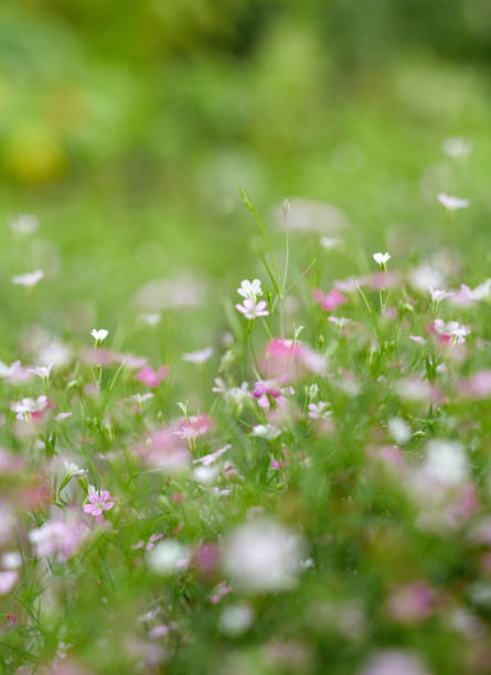 Tiny gypsophila flowers on a sunny day stock photo