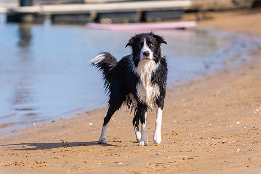 Cute wet and dirty Border Collie puppy standing on the sandy beach