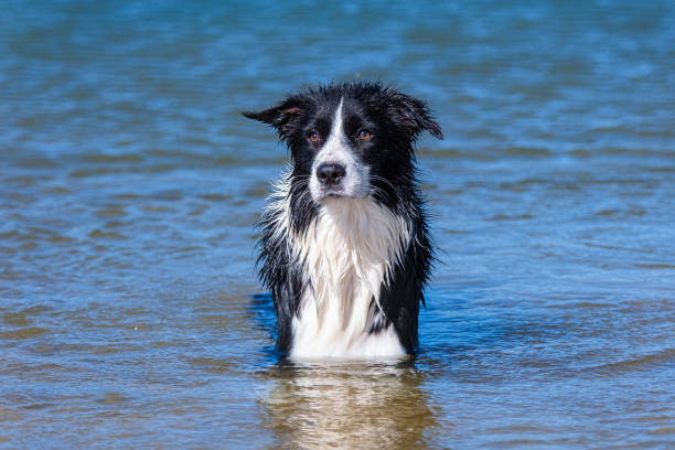 istock Border Collie puppy playing in the water 1628583191