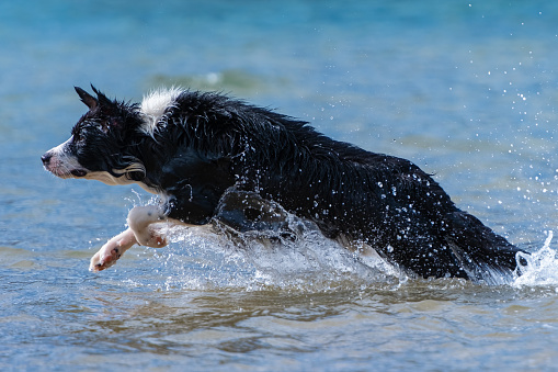 Border Collie puppy running in the water during a sunny day