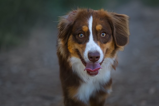 A brown and white Australian shepherd with its mouth wide open stares inquisitively into the camera