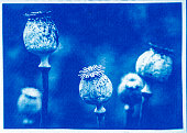 cyanotype print of dried poppy seed pods