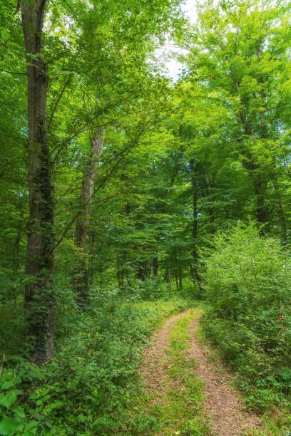 istock Scenic view of a pathway in a green park 1628645197