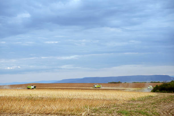 istock Combine harvesters working on the sunflower field 1628661723