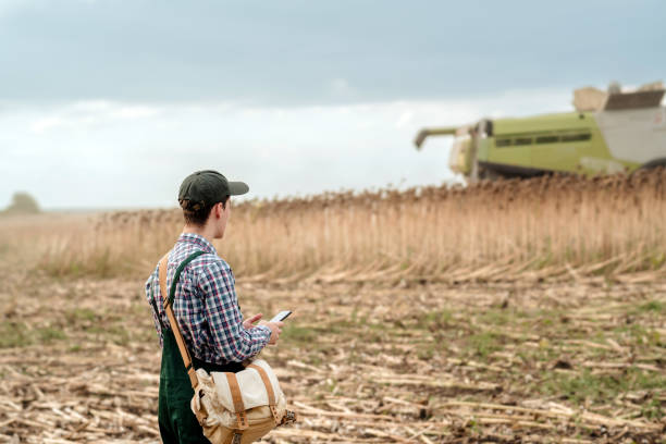istock Young male farmer controlling sunflower harvest 1628661974