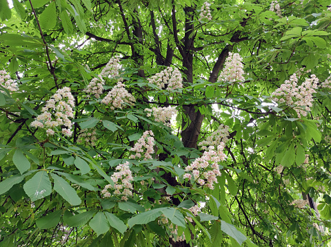 blooming horse chestnuts tree in Backi Petrovac