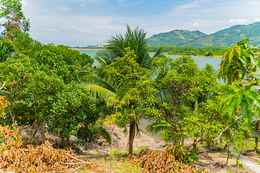 A slope with fruit trees and palm trees. Not far from Nha Trang in Vietnam.