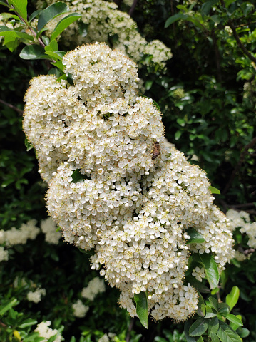 small white flowers in bloom of pyracantha coccinea plant