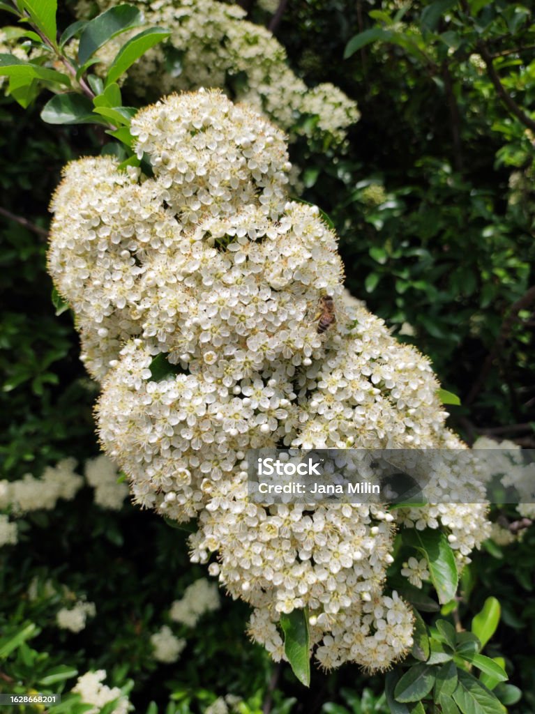white blossom of firethorn bush, pyracantha coccinea small white flowers in bloom of pyracantha coccinea plant Firethorn Stock Photo