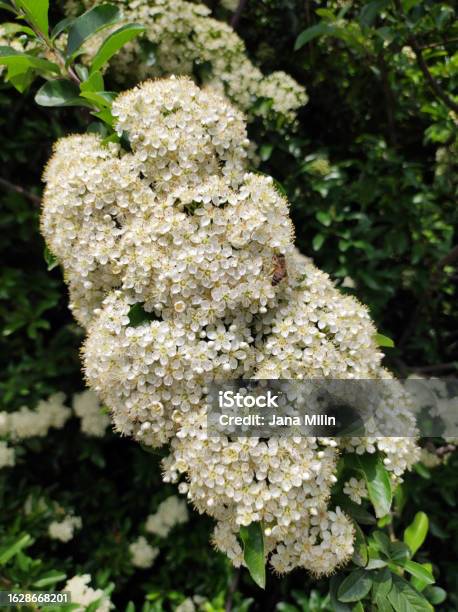 White Blossom Of Firethorn Bush Pyracantha Coccinea Stock Photo - Download Image Now