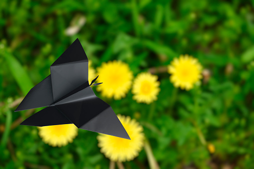 Close-up of black origami butterfly with dandelion.
Environmental concept.