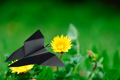 Close-up of black origami butterfly with dandelion.
Environmental concept.