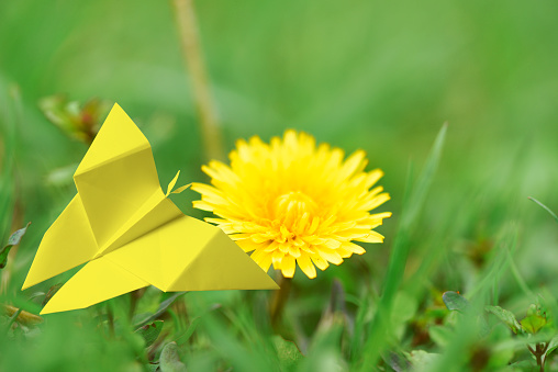 Close-up of yellow origami butterfly with dandelion.
Environmental concept.