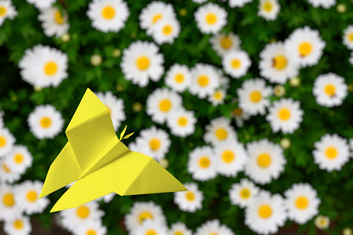 Close-up of yellow origami butterfly with Daisy.\nEnvironmental concept.