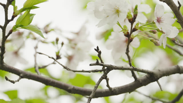 cherry blossom close-up