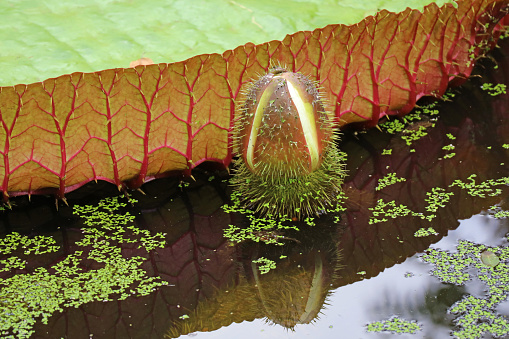 Spiny Victoria Amazonica Flower Bud Growing by Large Lily Pad in a Pond