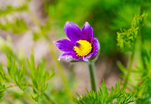 Purple flower of the Pasqueflower. Close-up of the flowering plant. Pulsatilla grandis.