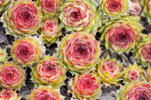 Houseleek flowers. Close-up of the plant. Sempervivum.