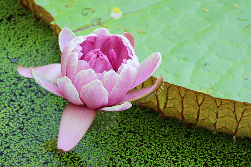 Closeup of a Gorgeous Victoria Amazonica Flower (Giant Water Lily) Blooming in the Pond