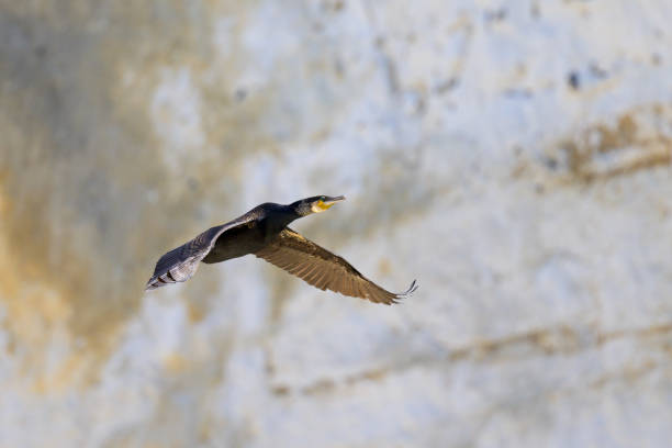 istock A Great Cormorant flying in front of the cliffs 1628700740