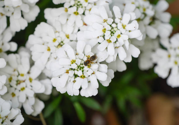 White flowers of the periwinkle candytuft with a wild bee. Iberis sempervirens.