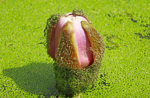 Closeup of Nearly Blooming Victoria Amazonica Spiny Bud in a Duckweed Covered Pond