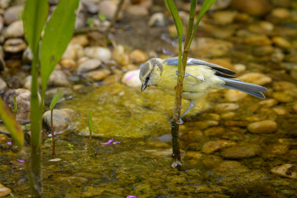 istock A juvenile Blue Tit sitting on a plant in the water 1628701852