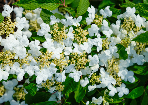 White flowers of Japanese snowball bush. Flowering plant close-up. Viburnum plicatum. Ornamental plant.
