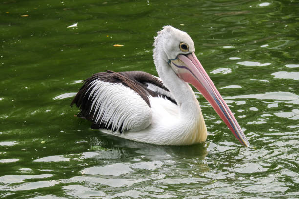 istock closeup Australian pelicans float on the water 1628713058