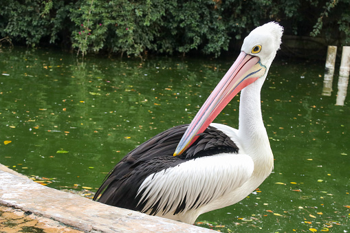 Australian pelicans have beautiful pink beaks