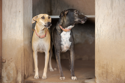 Dog shelter in India
