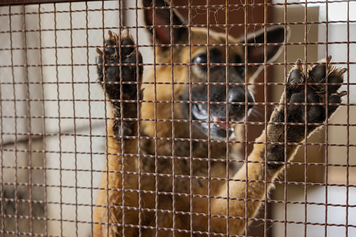 Dog shelter in India