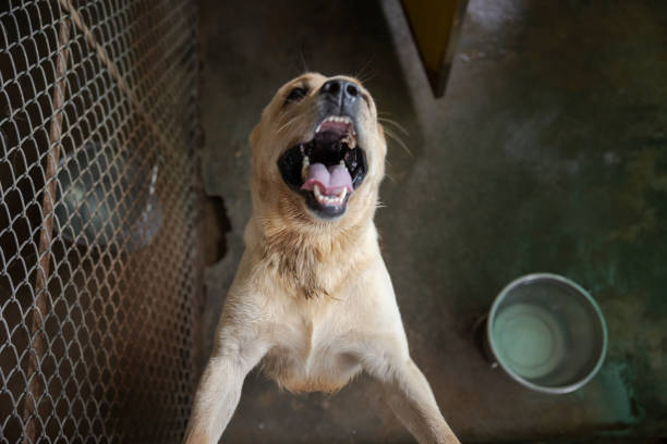 Dog shelter in India