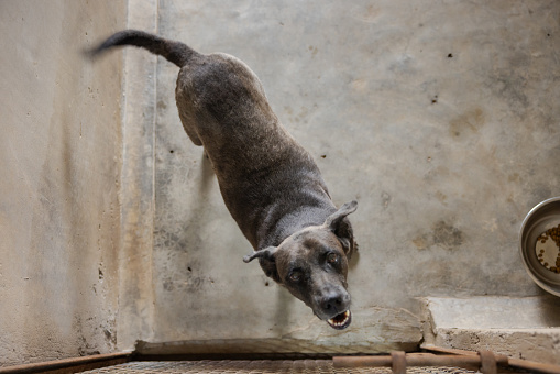 Dog shelter in India