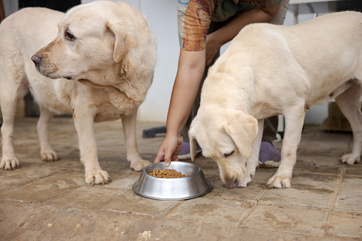 Indian volunteer feeding dogs in an animal shelter