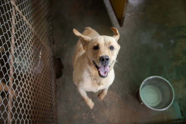 Dog shelter in India