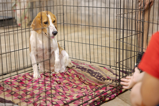 Dog shelter in India