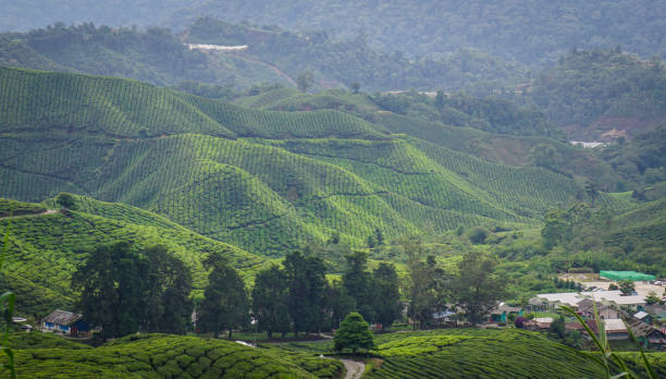 istock Tea plantation in Cameron Highlands, Malaysia 1628719879